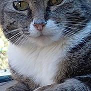 Libby Boots is registered to the contest to win money with this photo: car_dashboard, cat, close_up, cute, domestic_cat, eyes, foliage_background, fur, muzzle, nose, paws, pet, portrait, relaxed, sitting, sunlight, tabby_cat, texture, whiskers, white_chest