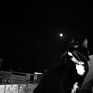 Rondine participe au concours pour gagner de l'argent avec cette photo : cat, tuxedo_cat, black_and_white, feline, pet, animal, sitting, portrait, whiskers, ears, eyes, paws, white_chest, black_fur, outdoor, night, dramatic_lighting, monochrome, wall, photography