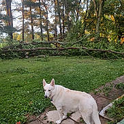 Dakota joined the competition — help win amazing prizes! dog, white_dog, outdoor, garden, grass, tree, fallen_tree, patio, plants, flower, greenery, canine, nature, daylight, animal, pet, curious, pavement, leaf, sunlight