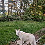 dog, white_dog, outdoor, garden, grass, tree, fallen_tree, patio, plants, flower, greenery, canine, nature, daylight, animal, pet, curious, pavement, leaf, sunlight