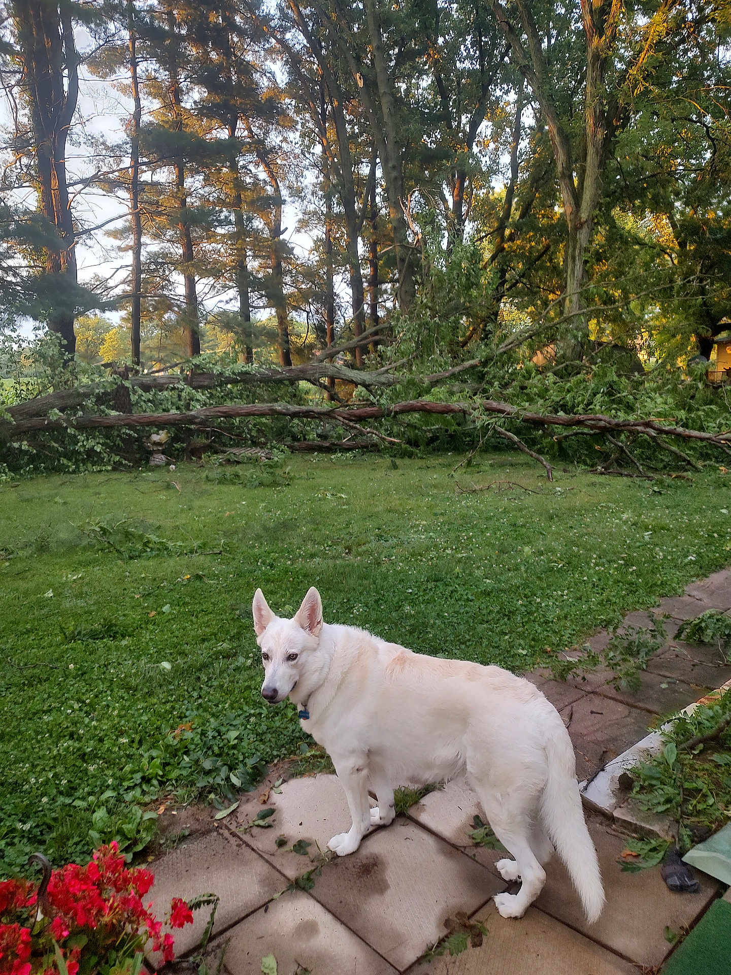 Dakota
