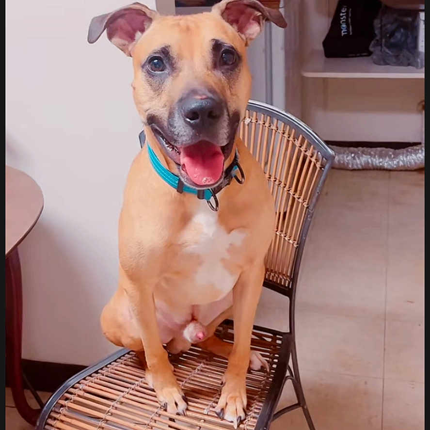 Scooby Doo is registered to the contest to win money with this photo: accessories, animal, architecture, bag, boxer, building, bulldog, canine, chair, dog, furniture, handbag, hound, indoors, interiordesign, livingroom, pet, pitbull, plywood, wood