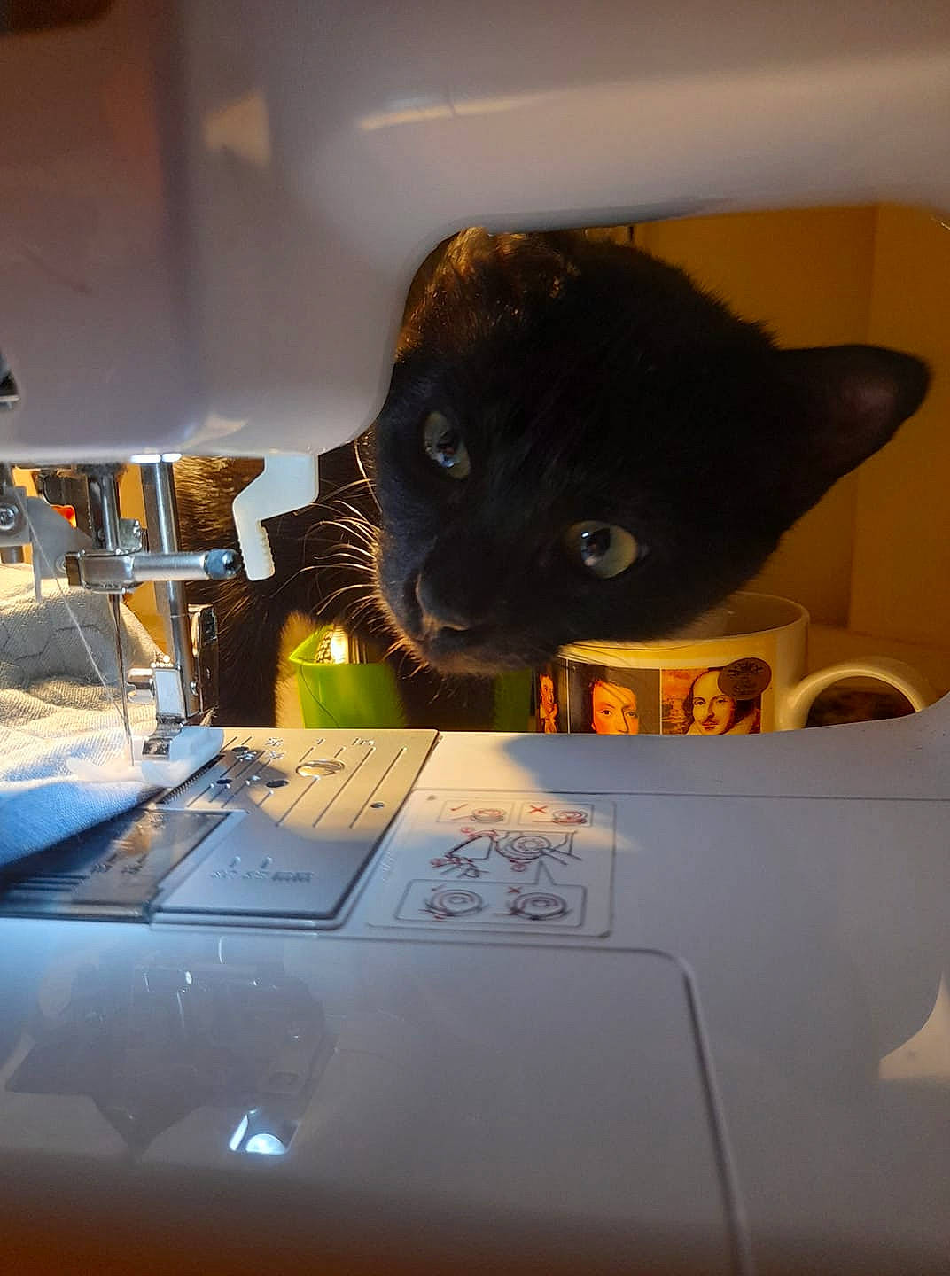 Rhine a rejoint le concours — aidez-le/la à gagner de superbes lots ! automotive_design, automotive_lighting, black_cat, carnivore, comfort, darkness, eyewear, felidae, fur, gadget, glasses, hat, office_equipment, room, small_to_medium_sized_cats, snout, tail, tints_and_shades, whiskers, windshield