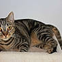 cat, tabby, animal, pet, feline, whiskers, ears, eyes, fur, claws, paws, resting, indoor, perch, curious, striped, mammal, cute, domestic, portrait