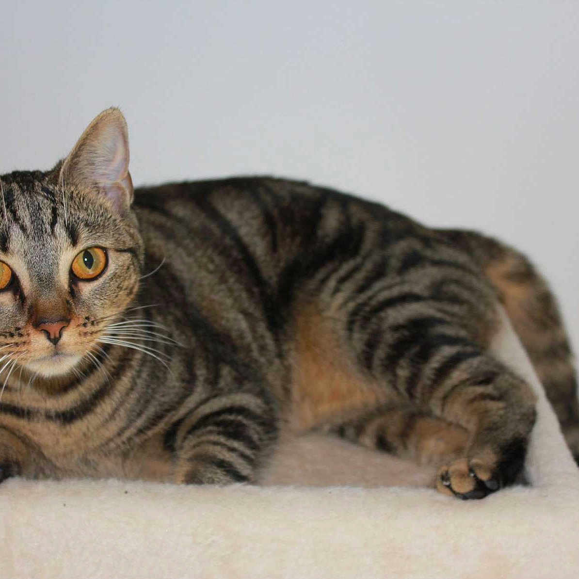 Naya a rejoint le concours — aidez-le/la à gagner de superbes lots ! animal, cat, claws, curious, cute, domestic, ears, eyes, feline, fur, indoor, mammal, paws, perch, pet, portrait, resting, striped, tabby, whiskers