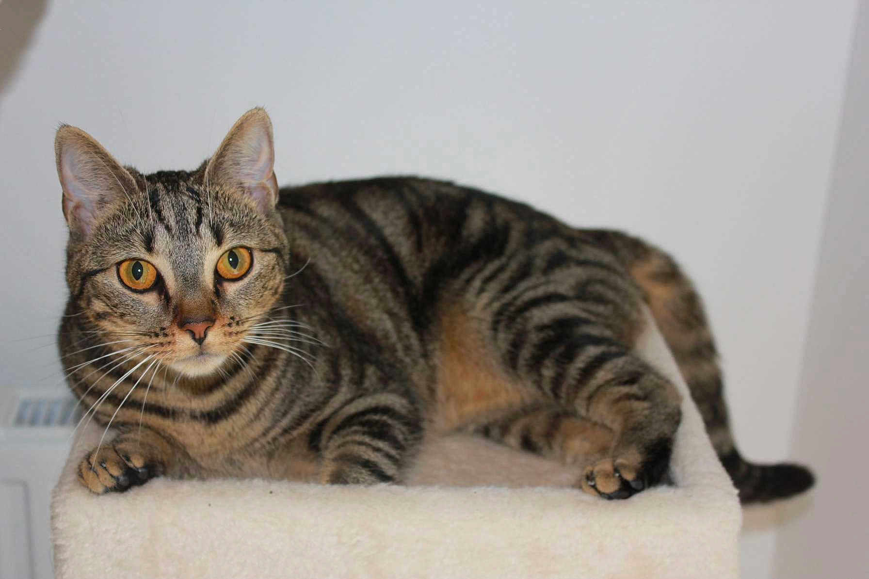 Naya a rejoint le concours — aidez-le/la à gagner de superbes lots ! cat, tabby, animal, pet, feline, whiskers, ears, eyes, fur, claws, paws, resting, indoor, perch, curious, striped, mammal, cute, domestic, portrait