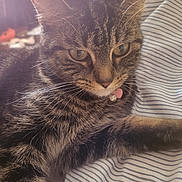 Bubbles is registered to the contest to win money with this photo: cat, tabby, pet, animal, feline, whiskers, close_up, striped, fabric, collar, indoor, relaxed, fur, ears, eyes, paw, resting, household, soft_light, cute