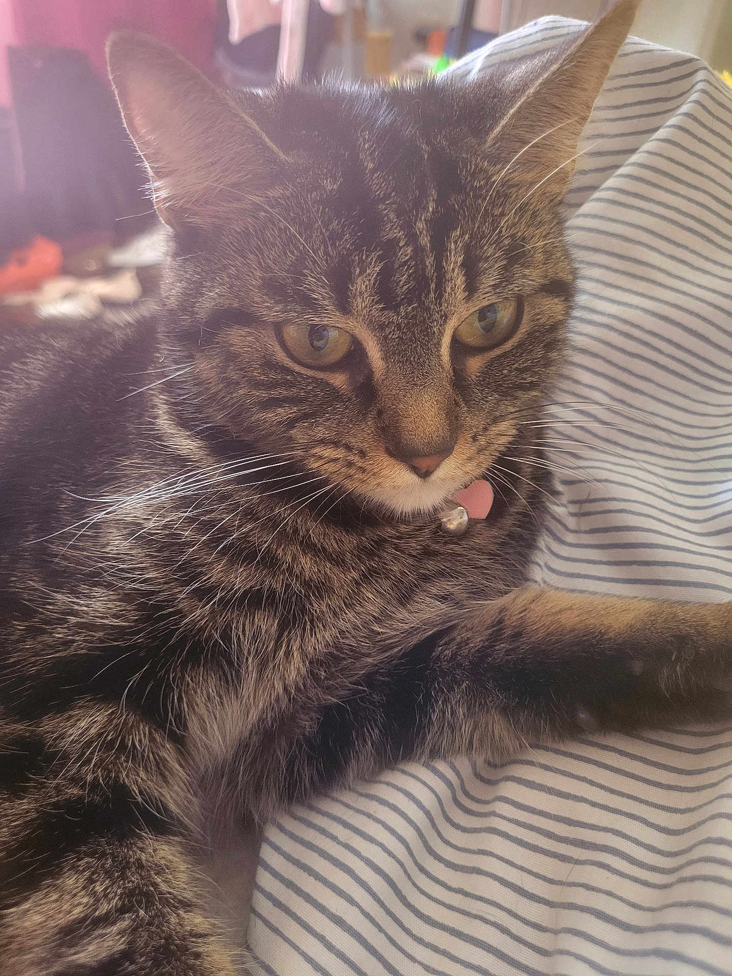 Bubbles is registered to the contest to win money with this photo: cat, tabby, pet, animal, feline, whiskers, close_up, striped, fabric, collar, indoor, relaxed, fur, ears, eyes, paw, resting, household, soft_light, cute