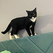 Mein Chow is registered to the contest to win money with this photo: animal, black_and_white, cat, couch, cozy, curious, domestic_cat, feline, furniture, house_pet, indoor, indoor_lighting, pet, resting_place, shadow, standing, tuxedo_cat, wall, whiskers, yellow_eyes