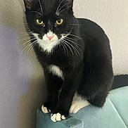 Chow Mein joined the competition — help win amazing prizes! animal, black_and_white, cat, close_up, couch, cute, domestic_cat, feline, furniture, indoor, looking, paw, pet, pink_nose, sitting, soft_texture, tuxedo_cat, wall, whiskers, yellow_eyes