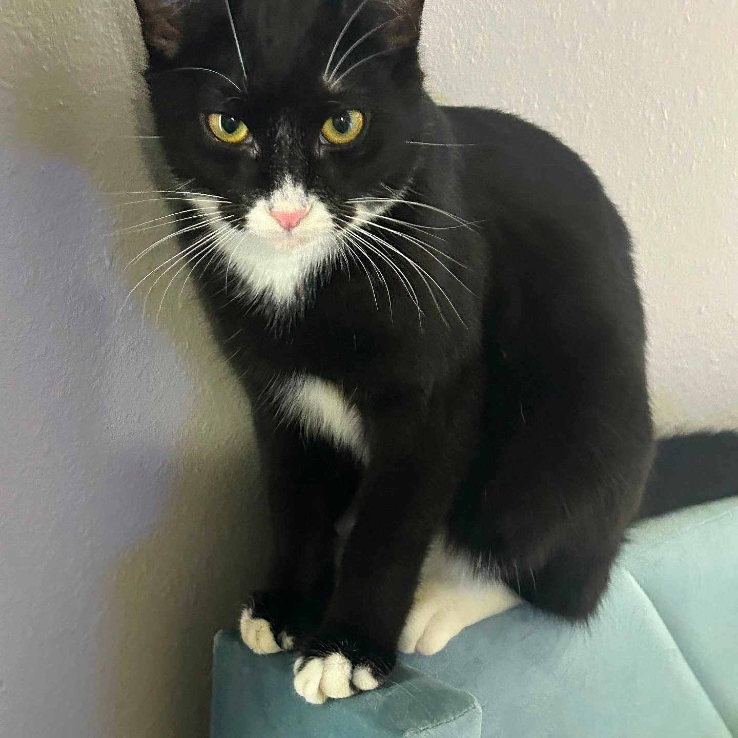 Chow Mein joined the competition — help win amazing prizes! animal, black_and_white, cat, close_up, couch, cute, domestic_cat, feline, furniture, indoor, looking, paw, pet, pink_nose, sitting, soft_texture, tuxedo_cat, wall, whiskers, yellow_eyes