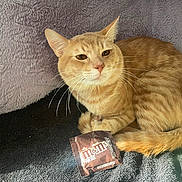 Simba is registered to the contest to win money with this photo: animal, blanket, cat, chocolate, closeup, cozy, curious, cute, feline, fur, indoor, m_and_ms, orange_tabby, pet, relaxed, resting, snack, soft_texture, warm_light, whiskers