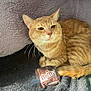 animal, blanket, cat, chocolate, closeup, cozy, curious, cute, feline, fur, indoor, m_and_ms, orange_tabby, pet, relaxed, resting, snack, soft_texture, warm_light, whiskers