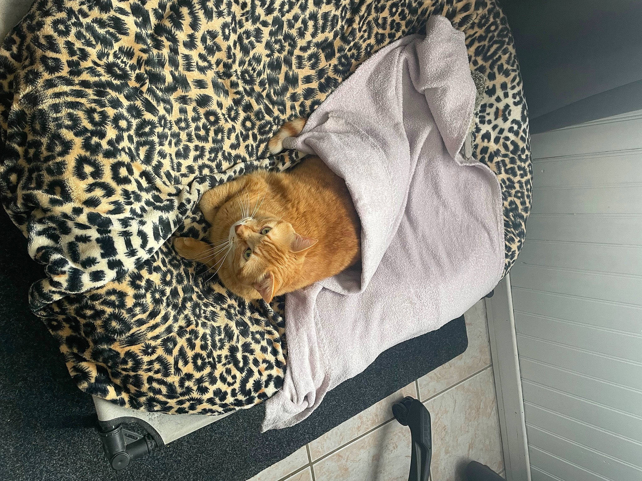 Radjah participe au concours pour gagner de l'argent avec cette photo : beard, carnivore, cat, comfort, fawn, felidae, fur, hat, leopard, linens, nap, pattern, room, sleep, sleeve, small_to_medium_sized_cats, terrestrial_animal, whiskers