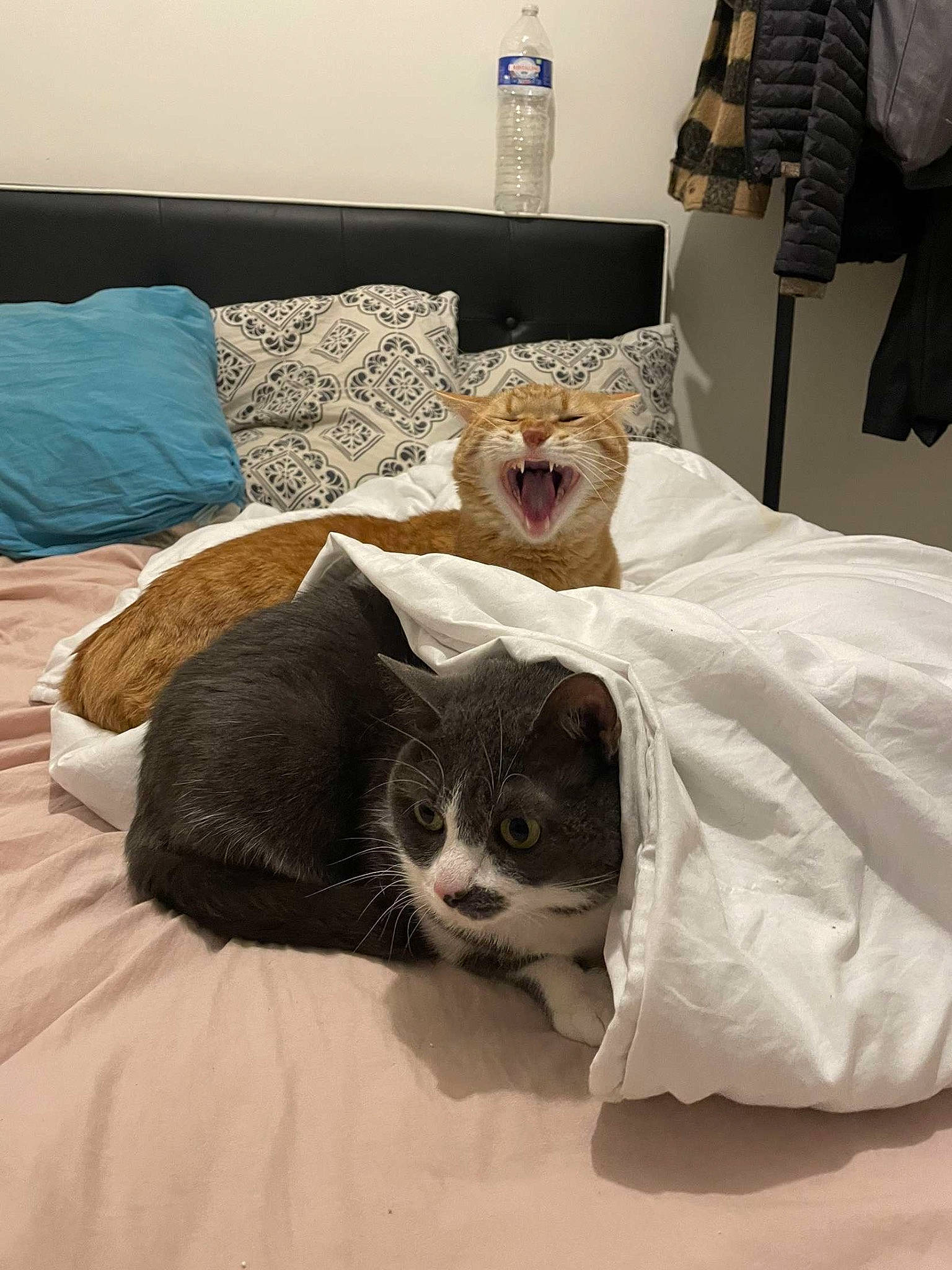 Radjah a rejoint le concours — aidez-le/la à gagner de superbes lots ! bed, bed_sheet, bedding, bedroom, bottle, carnivore, cat, cat_supply, comfort, domestic_short_haired_cat, duvet, felidae, fur, linens, room, small_to_medium_sized_cats, snout, tail, water_bottle, whiskers