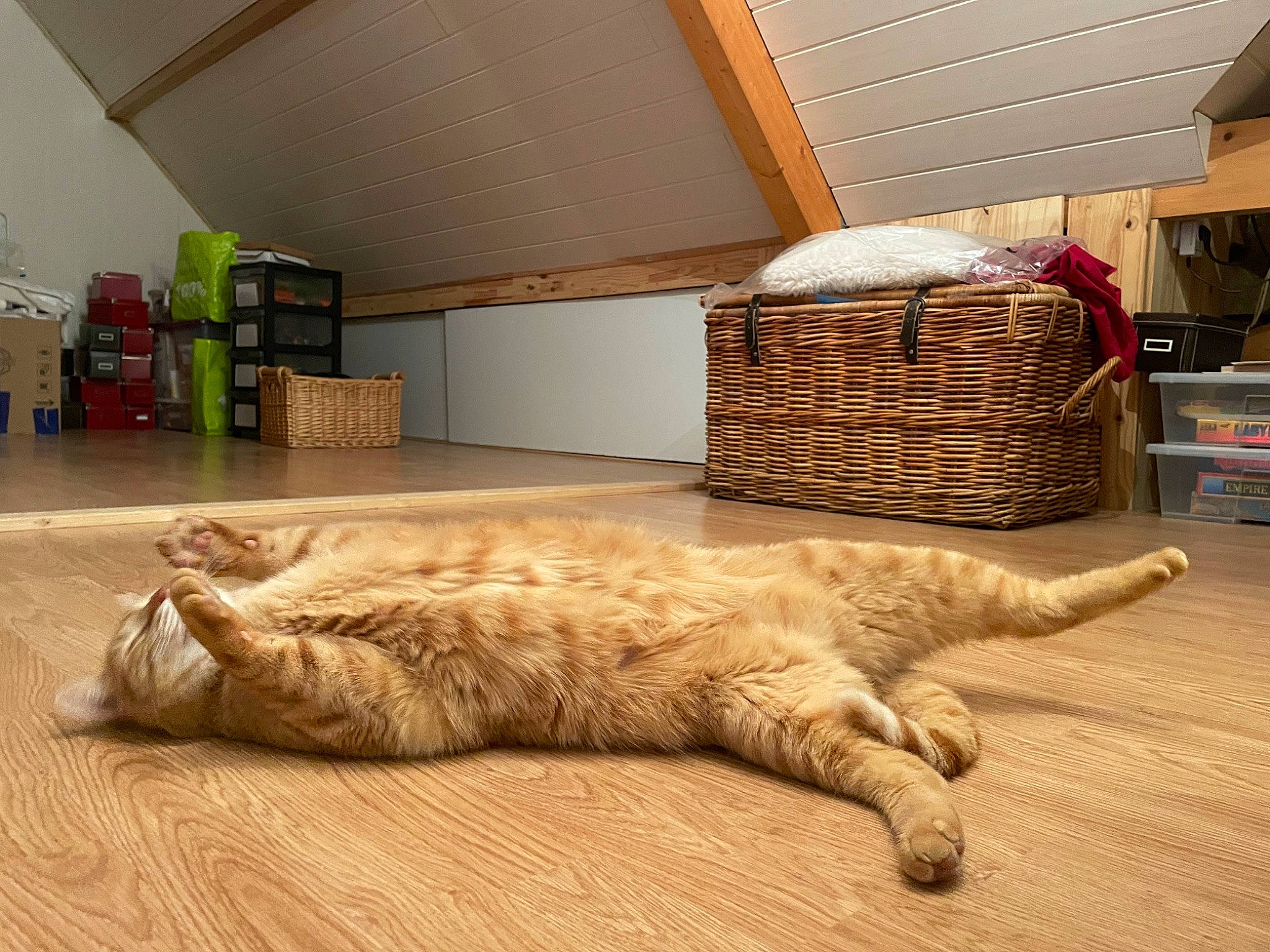 Radjah participe au concours pour gagner de l'argent avec cette photo : canidae, carnivore, cat, comfort, companion_dog, domestic_short_haired_cat, fawn, felidae, floor, flooring, fur, hardwood, nap, paw, room, small_to_medium_sized_cats, tail, terrestrial_animal, whiskers, wood