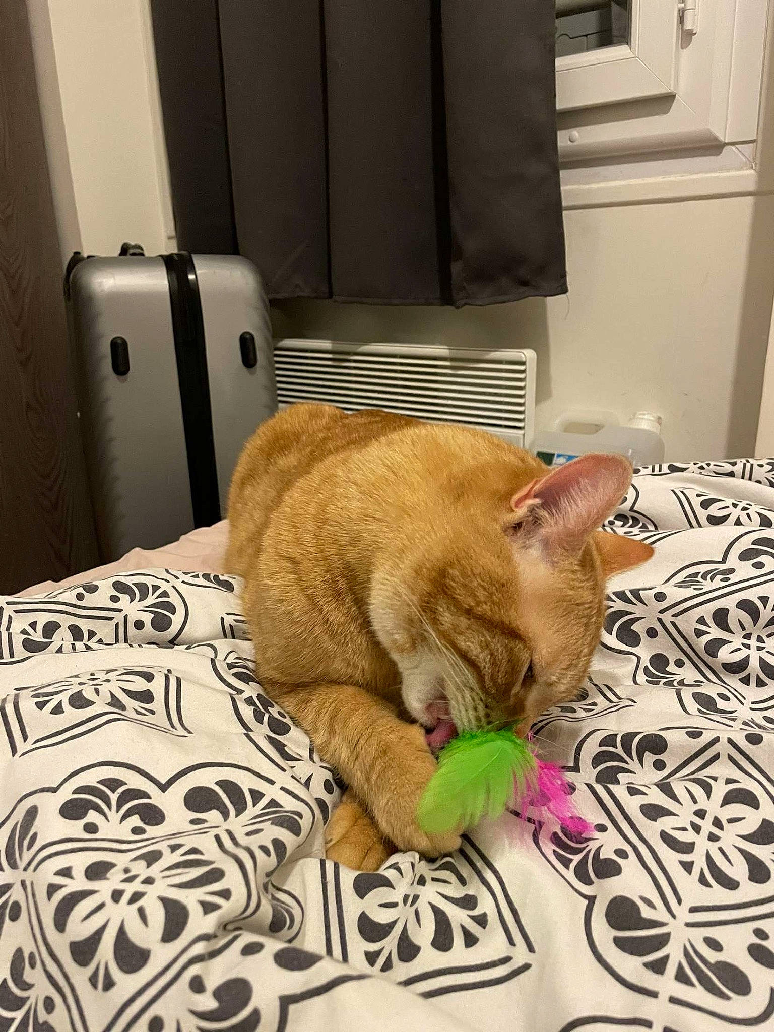 Radjah participe au concours pour gagner de l'argent avec cette photo : bed, bedding, cabinetry, carnivore, cat, comfort, domestic_short_haired_cat, fawn, felidae, flooring, fur, linens, paw, room, small_to_medium_sized_cats, snout, tail, textile, whiskers, wood