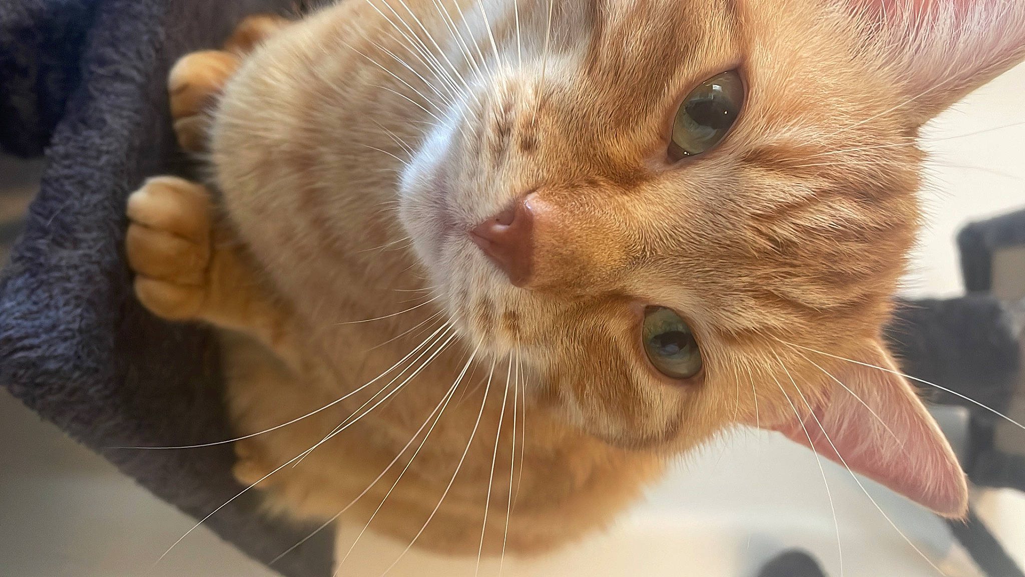 Radjah a rejoint le concours — aidez-le/la à gagner de superbes lots ! carnivore, cat, claw, close_up, comfort, domestic_short_haired_cat, ear, fawn, felidae, fur, paw, small_to_medium_sized_cats, snout, whiskers