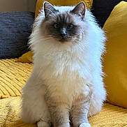 Yumi participe au concours pour gagner de l'argent avec cette photo : cat, fluffy, blue_eyes, sitting, yellow_blanket, yellow_pillow, indoor, pet, feline, long_hair, cozy, soft_texture, animal, domestic, cute, portrait, relaxed, whiskers, paws, furniture