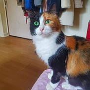 Mimie participe au concours pour gagner de l'argent avec cette photo : abyssinian, animal, architecture, building, cat, couch, furniture, hardwood, indoors, interiordesign, kitten, livingroom, manx, pet, plywood, room, shelf, stainedwood, wood