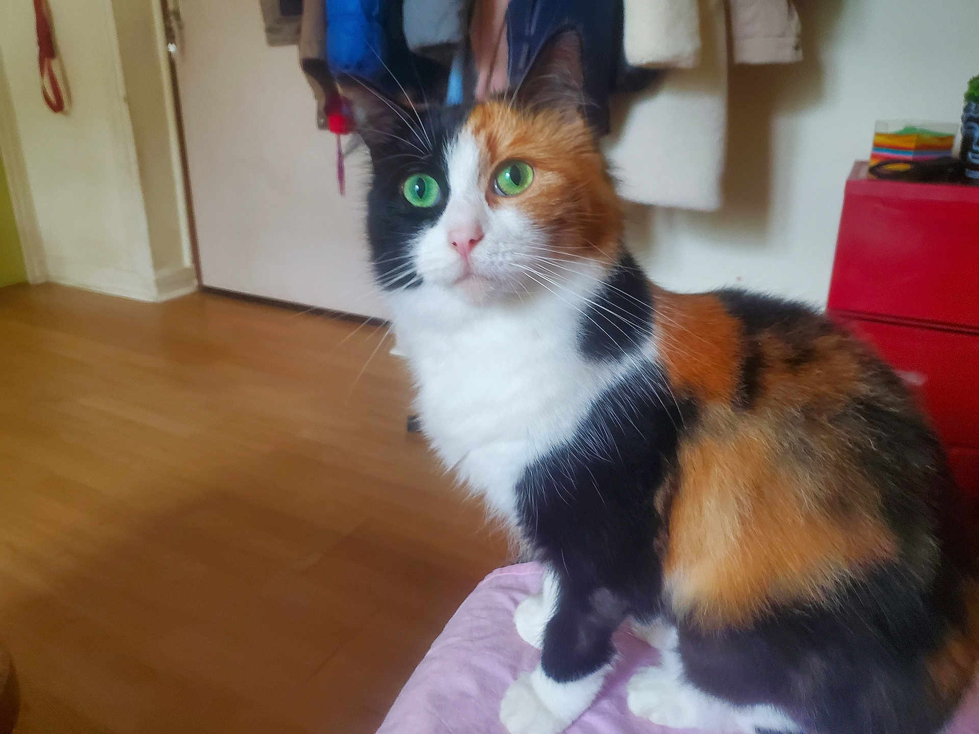 Mimie