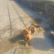 Roxane a rejoint le concours — aidez-le/la à gagner de superbes lots ! dog, toy, rope_toy, concrete, outdoor, sunlight, shadow, fence, path, pet, playful, happy, tongue_out, daylight, animal, resting, leisure, collar, muzzle, ears