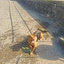 dog, toy, rope_toy, concrete, outdoor, sunlight, shadow, fence, path, pet, playful, happy, tongue_out, daylight, animal, resting, leisure, collar, muzzle, ears