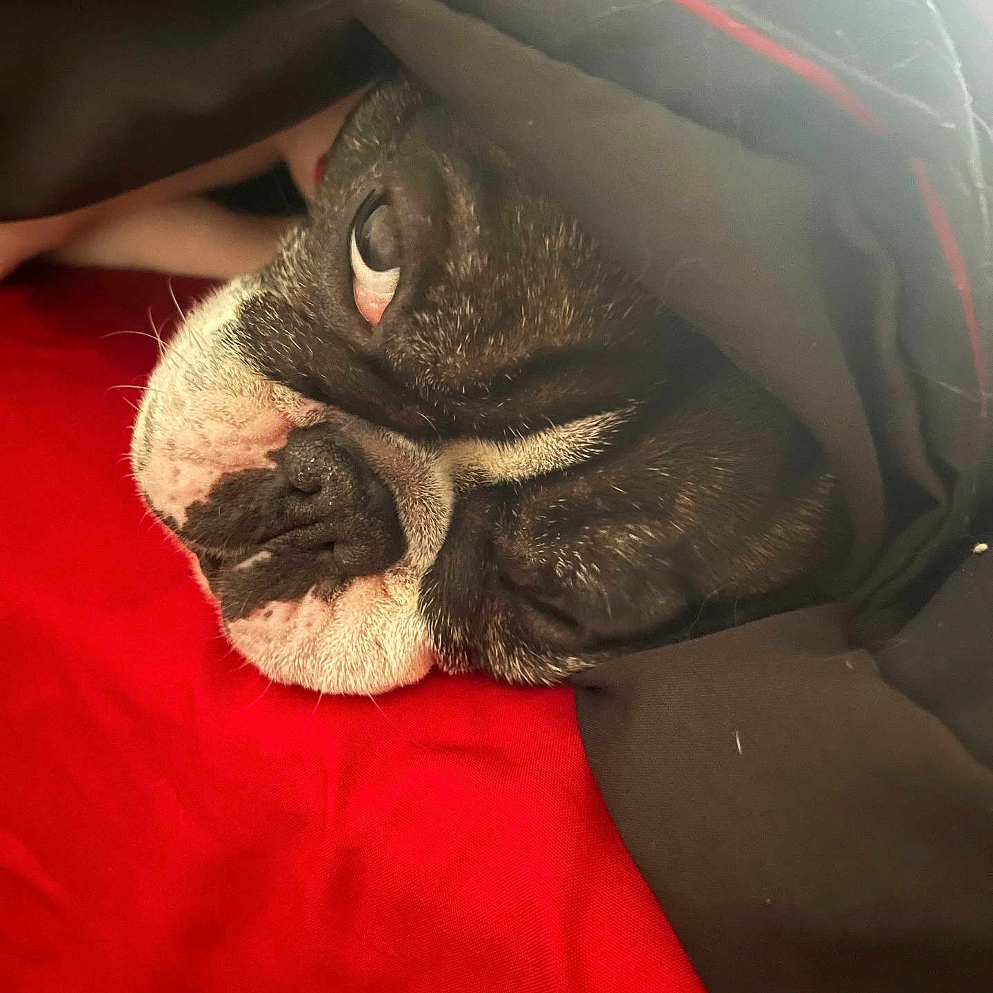 Poppy participe au concours pour gagner de l'argent avec cette photo : animal, blanket, bostonbull, boxer, bulldog, canine, cat, clothing, dog, frenchbulldog, hood, person, pet, pitbull, pug, puppy, quilt, sleeping
