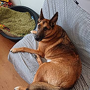 Eïko participe au concours pour gagner de l'argent avec cette photo : dog, german_shepherd, couch, indoor, pet_bed, blanket, toy, wooden_floor, relaxed, fur, ears, tail, looking_back, checkered_pattern, animal, companion, domestic, home, resting, canine