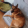 dog, german_shepherd, couch, indoor, pet_bed, blanket, toy, wooden_floor, relaxed, fur, ears, tail, looking_back, checkered_pattern, animal, companion, domestic, home, resting, canine