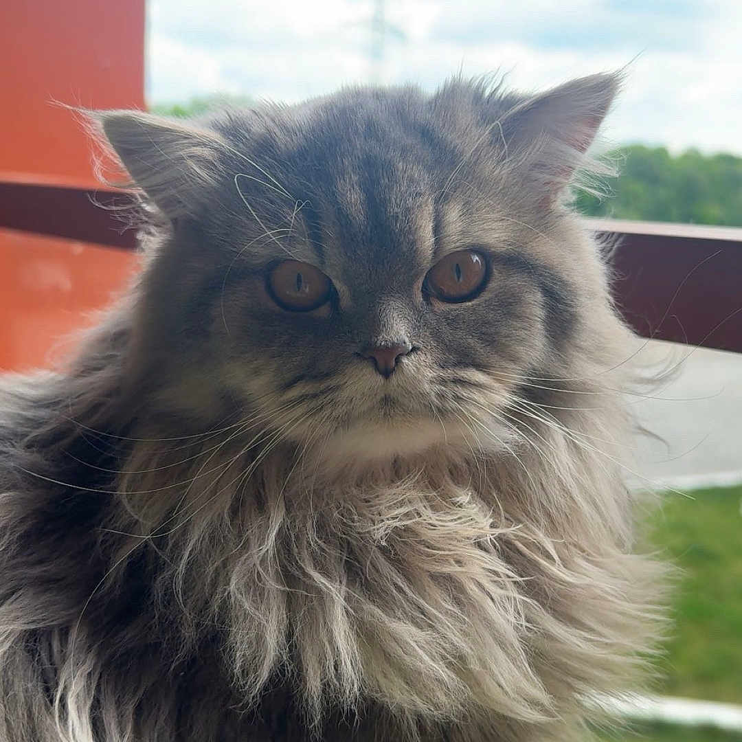 Yuki a rejoint le concours — aidez-le/la à gagner de superbes lots ! abyssinian, angora, animal, architecture, building, cat, face, grass, head, kitten, manx, nature, outdoors, person, pet, photography, plant, portrait, shelter, sky
