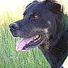 Stolas participe au concours pour gagner de l'argent avec cette photo : dog, black_dog, tongue_out, outdoor, grass, sunlight, pet, animal, nature, muzzle, fur, canine, happy, profile, closeup, daylight, ears, collar, field, tongue