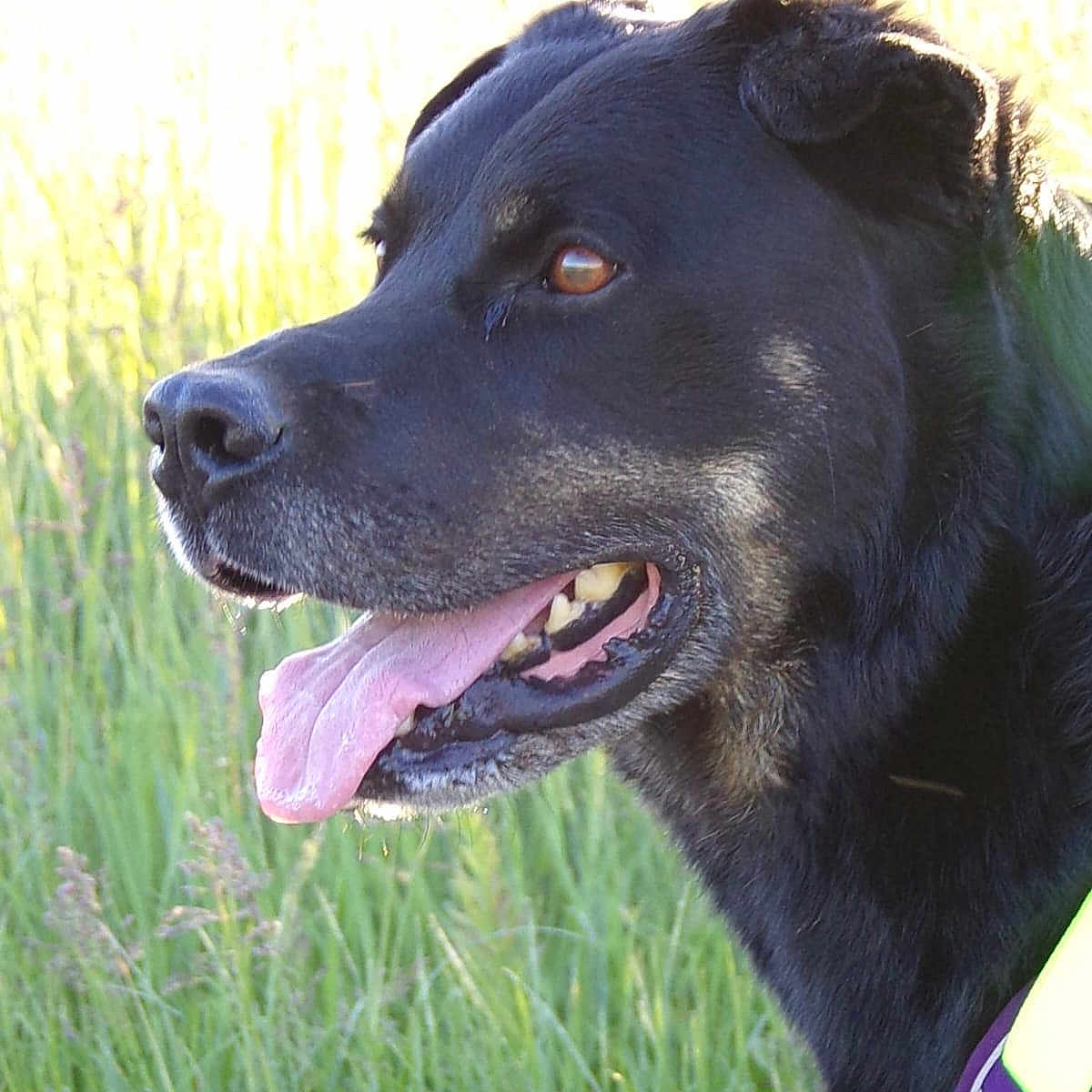 Stolas participe au concours pour gagner de l'argent avec cette photo : dog, black_dog, tongue_out, outdoor, grass, sunlight, pet, animal, nature, muzzle, fur, canine, happy, profile, closeup, daylight, ears, collar, field, tongue