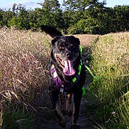 Stolas participe au concours pour gagner de l'argent avec cette photo : dog, black_dog, running, happy, tongue_out, harness, purple_harness, green_harness, path, grass, field, trees, nature, outdoor, sunny, daytime, pet, animal, playful, ears_flapping