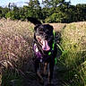 black_dog, blue_sky, canine, dog, ear_flap, field, grass, greenery, happy, harness, nature, outdoor, path, pet, running, summer, sunlight, tongue_out, trees, wildflowers