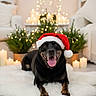 Stolas a rejoint le concours — aidez-le/la à gagner de superbes lots ! black_dog, bokeh, candles, centered_composition, christmas, cozy, dog, fairy_lights, festive_decor, holiday, indoor, living_room, pet_portrait, pine_plants, rug, santa_hat, smiling, soft_texture, tongue_out, warm_lighting