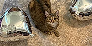 Rose joined the competition — help win amazing prizes! cat, tabby, carpet, balloon, silver_balloon, heart_shaped, indoor, pet, feline, curious, sitting, floor, reflection, cozy, domestic, animal, cute, striped, whiskers, relaxed