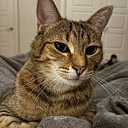 Rose is registered to the contest to win money with this photo: cat, tabby, close_up, pet, feline, whiskers, ears, nose, fur, indoor, blanket, gray, soft, relaxed, animal, portrait, cute, domestic, house, resting