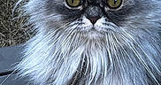 Yellow a rejoint le concours — aidez-le/la à gagner de superbes lots ! animal, cat, close_up, collar, cute, feline, fluffy, fur, golden_eyes, grass, gray_cat, leash, long_hair, outdoor, persian_cat, pet, portrait, serious, staring, whiskers