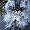 animal, cat, close_up, collar, cute, feline, fluffy, fur, golden_eyes, grass, gray_cat, leash, long_hair, outdoor, persian_cat, pet, portrait, serious, staring, whiskers