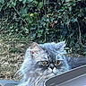 Yellow participe au concours pour gagner de l'argent avec cette photo : cat, gray_cat, fluffy, long_hair, pet, animal, feline, yellow_eyes, whiskers, ears, face, portrait, outdoor, garden, ivy, foliage, grass, patio, close_up, curious