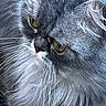 Yellow participe au concours pour gagner de l'argent avec cette photo : cat, gray_cat, fluffy, long_hair, close_up, portrait, golden_eyes, whiskers, feline, animal, pet, fur, face, eyes, nose, muzzle, dramatic, indoor, photography, adorable