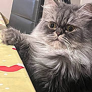 Yellow participe au concours pour gagner de l'argent avec cette photo : cat, gray_cat, fluffy, long_hair, fur, whiskers, green_eyes, wide_eyed, pet, animal, indoor, portrait, close_up, sitting, paw, blanket, bed, chair, home, adorable