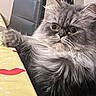 cat, gray_cat, fluffy, long_hair, fur, whiskers, green_eyes, wide_eyed, pet, animal, indoor, portrait, close_up, sitting, paw, blanket, bed, chair, home, adorable