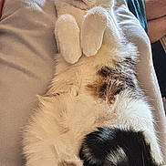 Nekfeu participe au concours pour gagner de l'argent avec cette photo : cat, paws, belly, whiskers, ears, person_leg, feet, window, blanket, bed, indoor, sunlight, relaxed, pet, domestic_animal, lounging, closeup, portrait, fur, nose