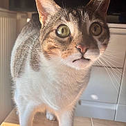 Hippy a rejoint le concours — aidez-le/la à gagner de superbes lots ! cat, tabby_cat, domestic_cat, pet, whiskers, green_eyes, close_up, portrait, curious, ears, nose, paws, white_fur, brown_fur, indoor, sunlight, wooden_table, shadow, furniture, home