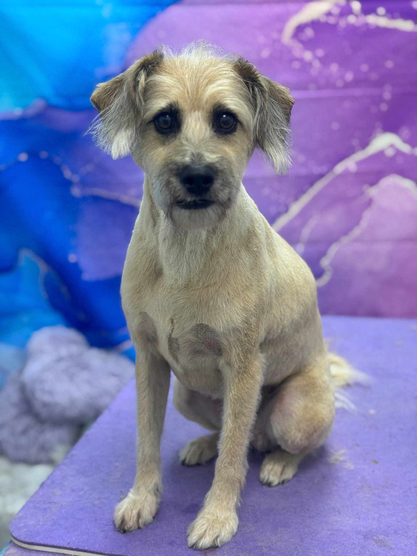 Frida Mae joined the competition — help win amazing prizes! animal, blue_background, canine, companion, cute, dog, domestic_animal, ears, face, friendly, fur, furry, indoor, looking_at_camera, mammal, paw, pet, portrait, purple_background, sitting