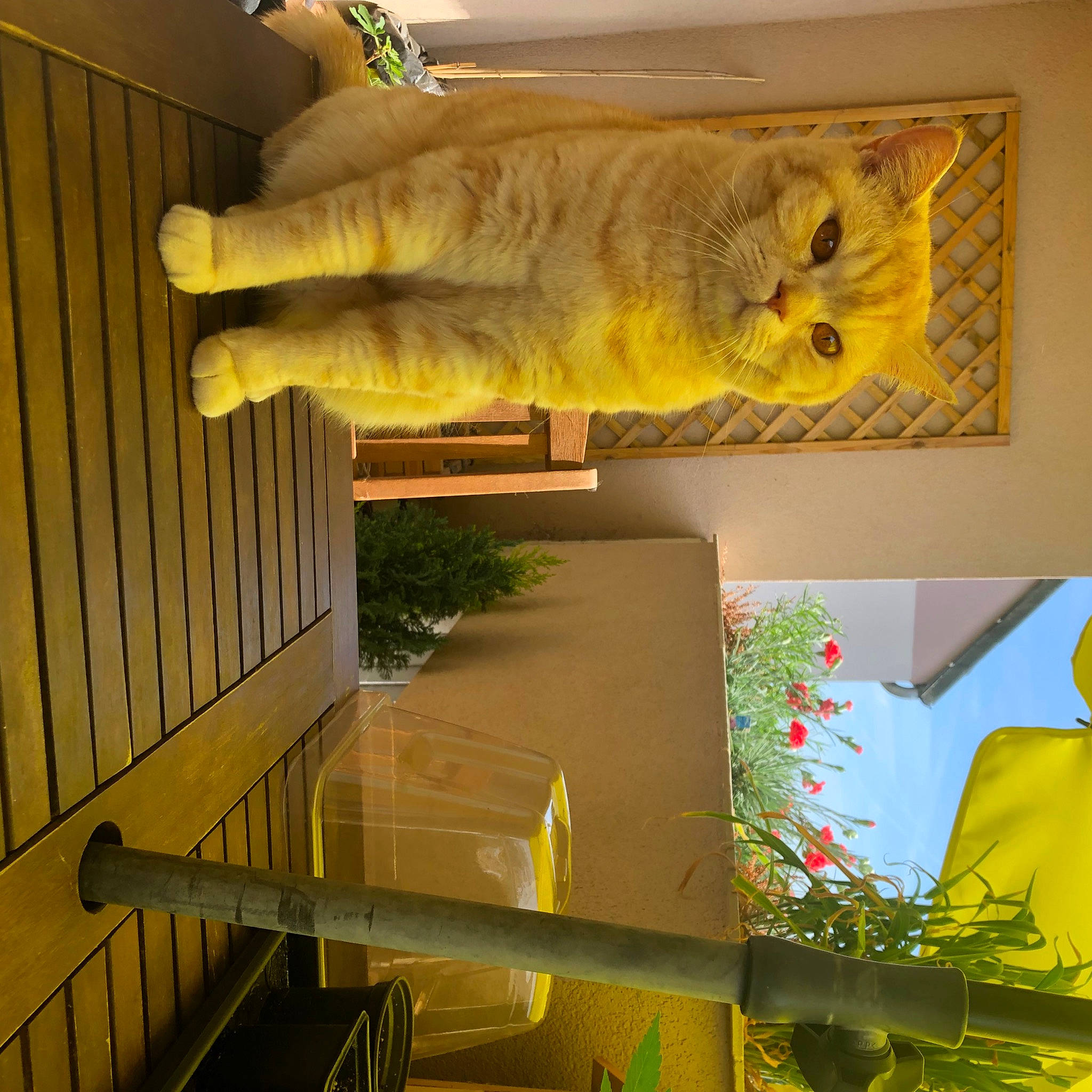 Youri a rejoint le concours — aidez-le/la à gagner de superbes lots ! art, ceiling, domestic_short_haired_cat, felidae, gesture, hardwood, interior_design, paint, pattern, picture_frame, plant, rectangle, room, shelving, tail, textile, tints_and_shades, visual_arts, wood, yellow