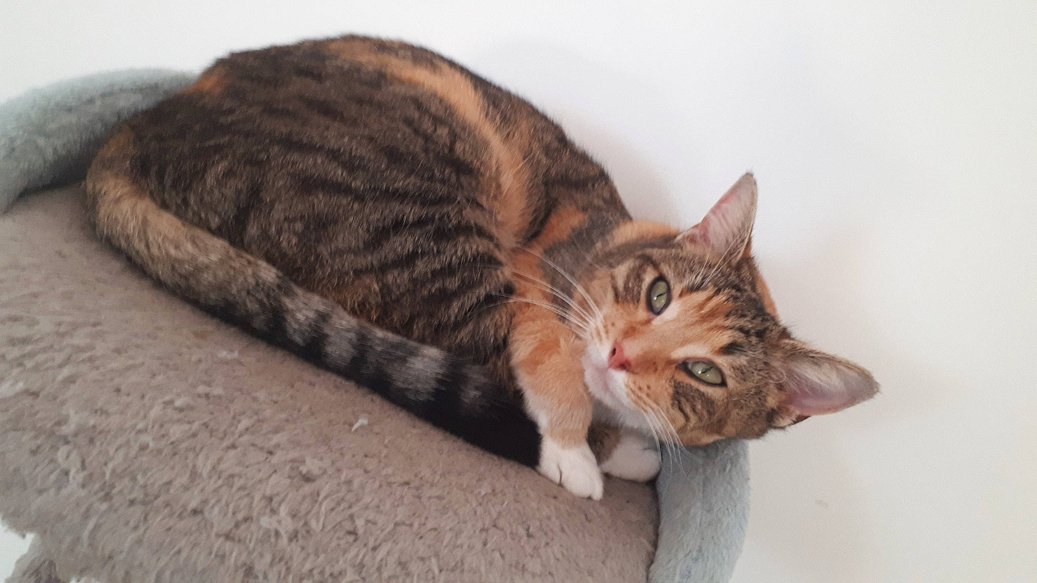 Yuna a rejoint le concours — aidez-le/la à gagner de superbes lots ! aegean_cat, american_wirehair, arabian_mau, asian, australian_mist, california_spangled, carnivore, cat, domestic_short_haired_cat, dragon_li, european_shorthair, felidae, fur, german_rex, kitten, mammal, small_to_medium_sized_cats, tabby_cat, toyger, whiskers