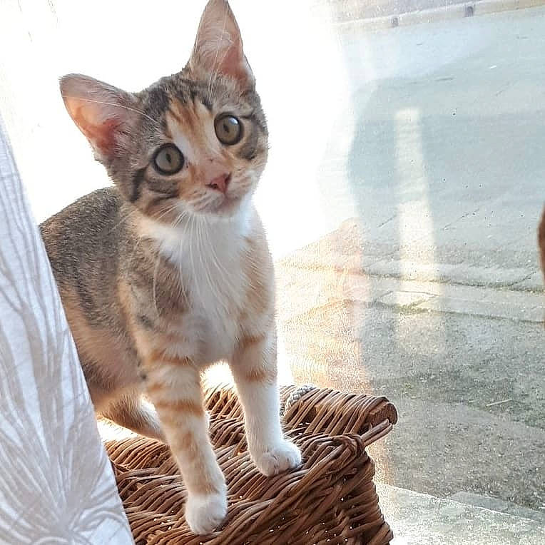 Yuna a rejoint le concours — aidez-le/la à gagner de superbes lots ! aegean_cat, american_wirehair, arabian_mau, asian, australian_mist, carnivore, cat, domestic_short_haired_cat, european_shorthair, felidae, german_rex, kitten, mammal, polydactyl_cat, sitting, small_to_medium_sized_cats, sokoke, tabby_cat, vertebrate, whiskers